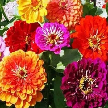 بذر گل رعنا پاکوتاه پرپر الوان 1 گرمی