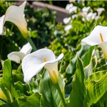 بذر گل شیپوری سفید 5  عددی