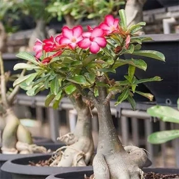 بذر آدنیوم آبسوم 2 عددی