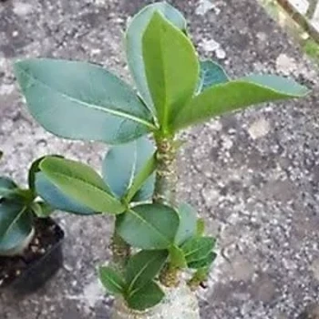 بذر آدنیوم عربیکوم  2  عددی