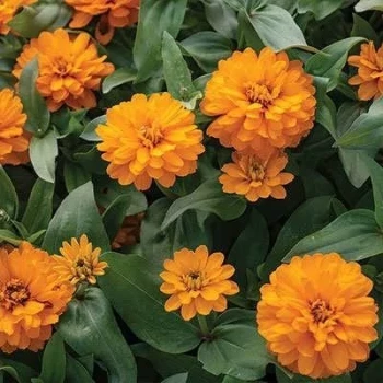 بذر گل رعنا زیبا پاکوتاه گل درشت نارنجی (گلدانی) 1 گرمی