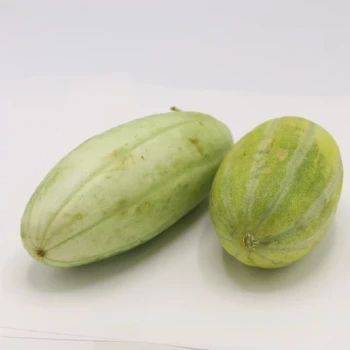 بذر تل میانه 20 عددی 