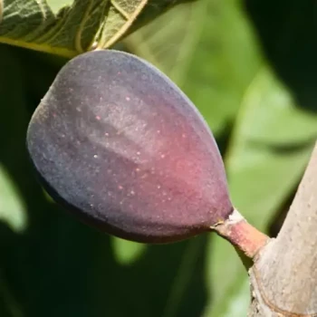 بذر انجیر سیاه 10 عددی 