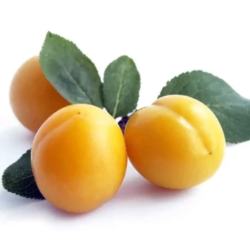 بذر آلوچه بویین زهرا 10 عددی