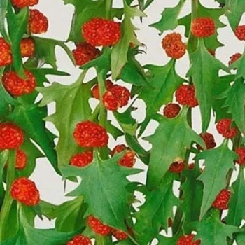 بذر سلمک توت گنجشکی 10 عددی