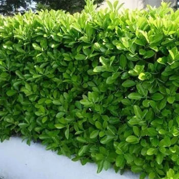 بذر شمشاد زینتی 10 عددی