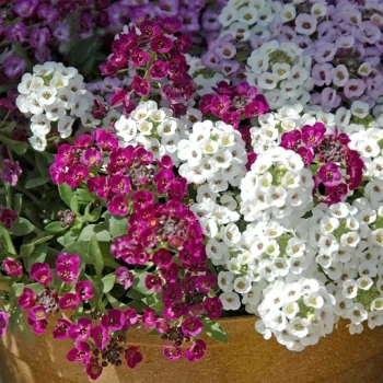بذر گل آلیسوم خوراکی 20 عددی 