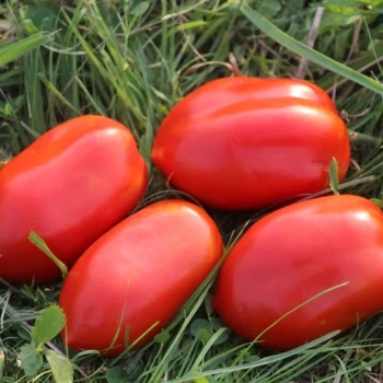بذر گوجه فرنگی لیمویی قرمز 20 عددی