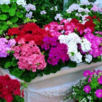 بذر شمعدانی میکس 5 عددی