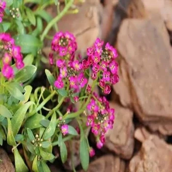 بذر گل عسل (آلیسوم) پاکوتاه الوان 1 گرمی