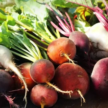 بذر چغندر رنگی میکس 2 گرم 