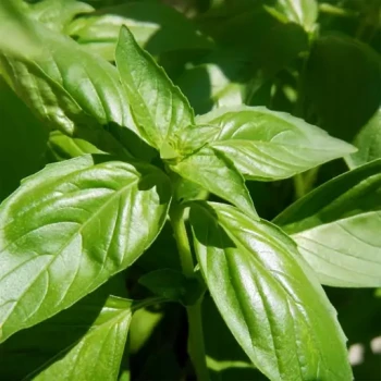 بذر ریحان سبز  20  گرم