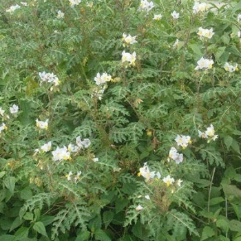 بذر تاجریزی بلوچی 20 عددی
