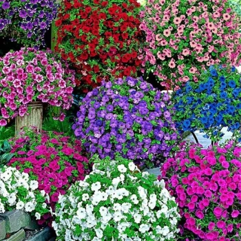 بذر گل اطلسی الوان 100 عددی 