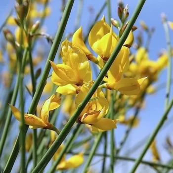 بذر درختچه یاس طاووسی 5 عددی 