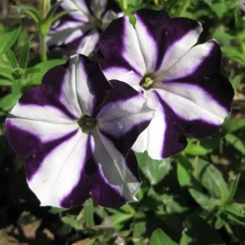 بذر گل اطلسی ستاره ای بنفش و سفید 100 عددی 