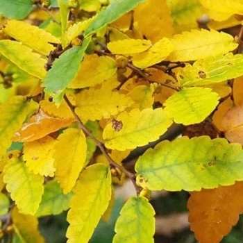 بذر درخت آزاد 10 عددی