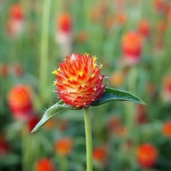 بذر گل تکمه ای پا کوتاه قرمز 1 گرمی