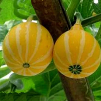 بذر کدو تنبل گلابی زرد 5 عددی 