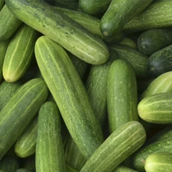 بذر خیار دستگردی اصفهانی 20 عددی 
