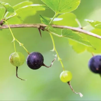 بذر گوس بری بنفش 5 عددی 