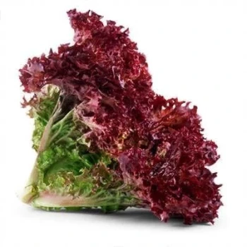 بذر کاهو فر بنفش 1 گرمی