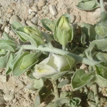 بذر گیاه ناز پروانه 5 عددی