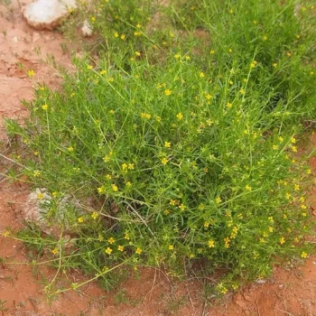 بذر قیچ (بابال) 1 گرم 