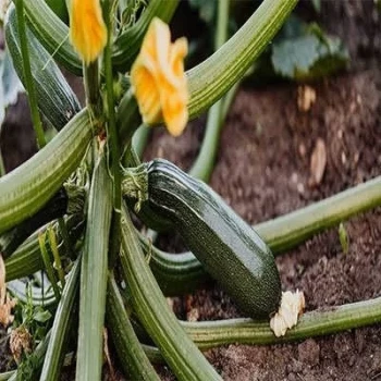 بذر کدو خورشتی سبز 5 عددی