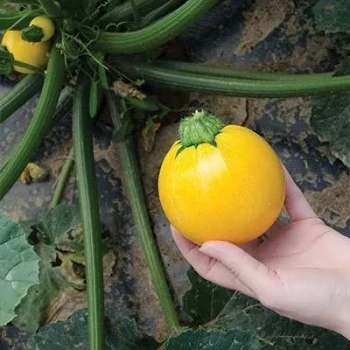 بذر کدو خورشتی گرد زرد 5 عددی