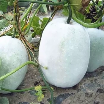 بذر کدو واکسی گرد 5 عددی 