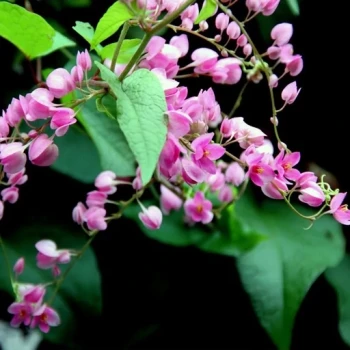 بذر پیچک مکزیکی 5 عددی