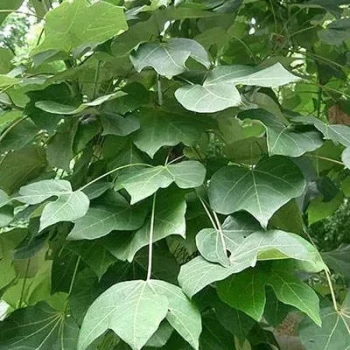 بذر سیدالاشجار 5 عددی