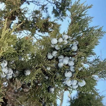 بذر ارس 10 عددی