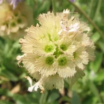 بذر گل کبوتر (گیاه طوسک) 10 عددی