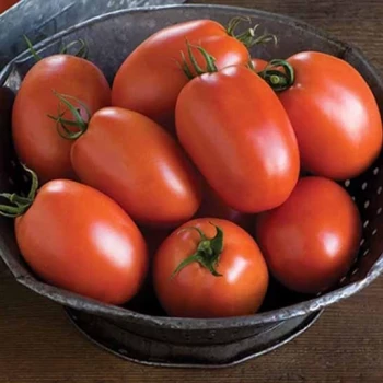 بذر گوجه فرنگی سوپر چف  1 گرم 