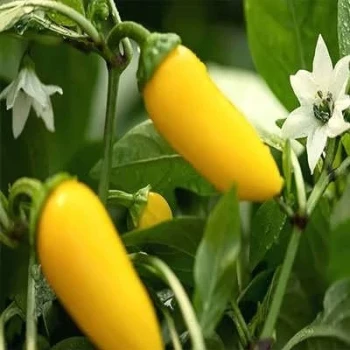 بذر فلفل زرد فرزنو 15 عددی
