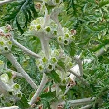 بذر سنبل بیابانی 5 عددی