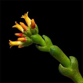 بذر ساکولنت کراسولا ستونی 10 عددی