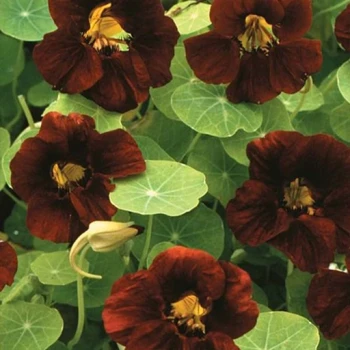 بذر گل لادن قهوه ای 10 عددی 