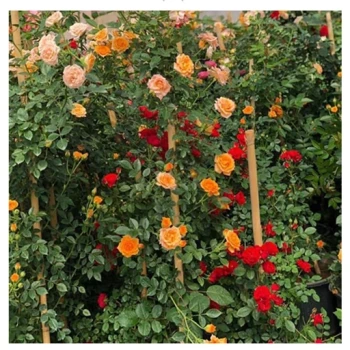 بذر رز رونده میکس 5 عددی 
