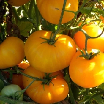 بذر گوجه آزویچکا 10 عددی