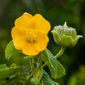 بذر ابوتیلون (گاو پنبه) 10 عددی