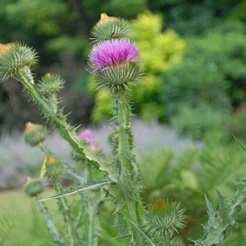 بذر خارپنبه 10 عددی
