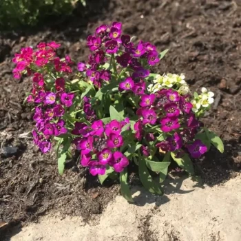 بذر گل عسل بنفش (مروارید) 1 گرم 