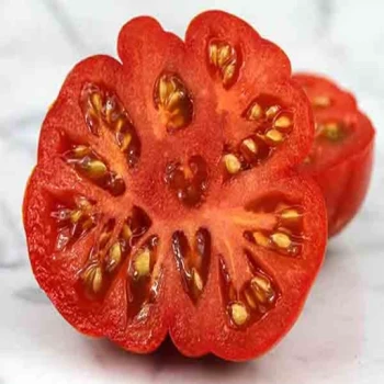 بذر گوجه فرنگی قاچ قاچ خورده 20 عددی 