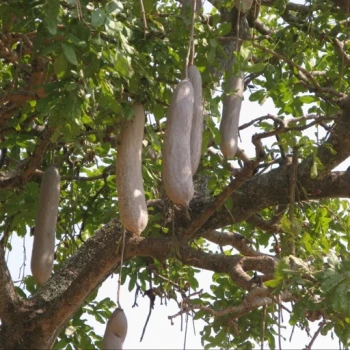 بذر درخت سوسیسی 2 عددی 