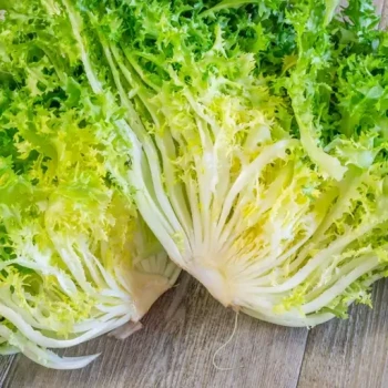 بذر کاسنی سبز 100 عددی 