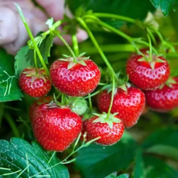 بذر توت فرنگی چند ساله 10 عددی 