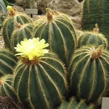 بذر کاکتوس پارودیا مگنی فیکا 10 عددی